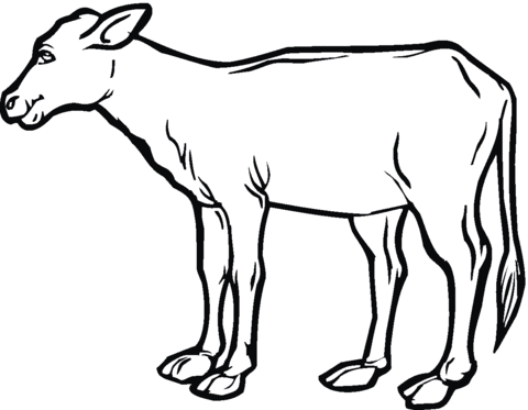 Cow Calf Coloring Page